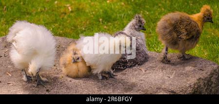 Haustiere, Vögel, merkwürdig aussehendes Huhn Stockfoto