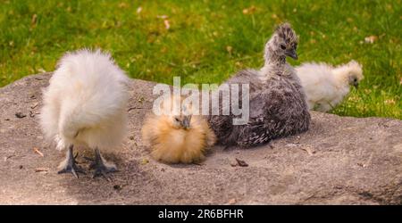 Haustiere, Vögel, merkwürdig aussehendes Huhn Stockfoto