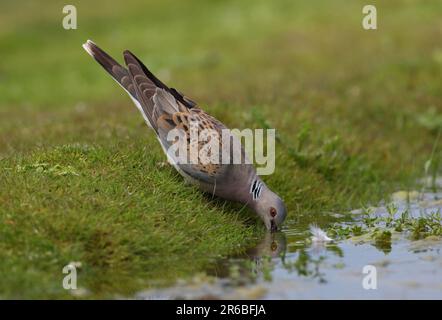 Europäische Schildkrötentaube (Streptopelia turtur), Erwachsener, der aus dem Teich Eccles-on-Sea trinkt, Norfolk, Großbritannien. Juli Stockfoto