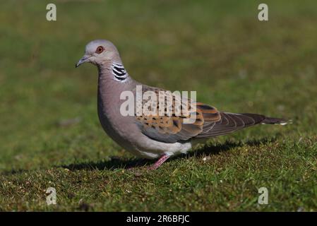 Europäische Schildkrötentaube (Streptopelia turtur), Erwachsener, auf kurzem Gras stehend, Eccles-on-Sea, Norfolk, Großbritannien. Juni Stockfoto