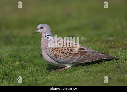 Europäische Schildkrötentaube (Streptopelia turtur), Erwachsener, auf kurzem Gras stehend, Eccles-on-Sea, Norfolk, Großbritannien. August Stockfoto