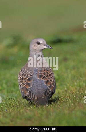 Europäische Schildkrötentaube (Streptopelia turtur), Jungfische auf Kurzrasen, Eccles-on-Sea, Norfolk, Vereinigtes Königreich. September Stockfoto