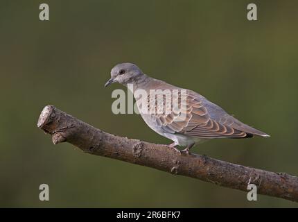 Europäische Schildkrötentaube (Streptopelia turtur), Jungfisch hoch oben auf totem Ast Eccles-on-Sea, Norfolk, Vereinigtes Königreich. Oktober Stockfoto