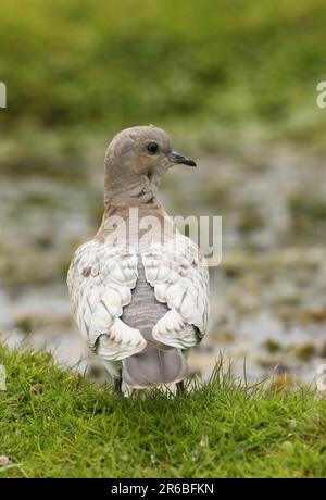 Europäische Schildkrötentaube (Streptopelia turtur) leuzistische Jungtiere am Wasserrand Eccles-on-Sea, Norfolk, Vereinigtes Königreich. Juli Stockfoto