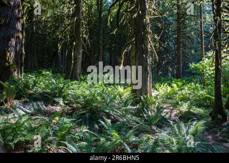 Wald im Bridal Veil Falls Provincial Park in Chilliwack, British Columbia, Kanada Stockfoto