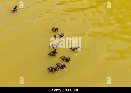 Brentwood, Großbritannien. 8. Juni 2023. Neugeborene Stockentchen gehen mit ihrer Mutter an heißen, sonnigen Tagen auf einem gemeinsamen Shefnfield-Teich schwimmen. Credit: Richard Lincoln/Alamy Live News Stockfoto