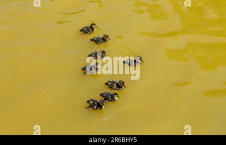 Brentwood, Großbritannien. 8. Juni 2023. Neugeborene Stockentchen gehen mit ihrer Mutter an heißen, sonnigen Tagen auf einem gemeinsamen Shefnfield-Teich schwimmen. Credit: Richard Lincoln/Alamy Live News Stockfoto
