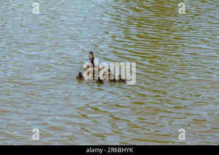 Brentwood, Großbritannien. 8. Juni 2023. Neugeborene Stockentchen gehen mit ihrer Mutter an heißen, sonnigen Tagen auf einem gemeinsamen Shefnfield-Teich schwimmen. Credit: Richard Lincoln/Alamy Live News Stockfoto