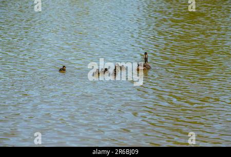Brentwood, Großbritannien. 8. Juni 2023. Neugeborene Stockentchen gehen mit ihrer Mutter an heißen, sonnigen Tagen auf einem gemeinsamen Shefnfield-Teich schwimmen. Credit: Richard Lincoln/Alamy Live News Stockfoto