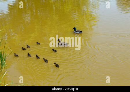 Brentwood, Großbritannien. 8. Juni 2023. Neugeborene Stockentchen gehen mit ihrer Mutter an heißen, sonnigen Tagen auf einem gemeinsamen Shefnfield-Teich schwimmen. Credit: Richard Lincoln/Alamy Live News Stockfoto
