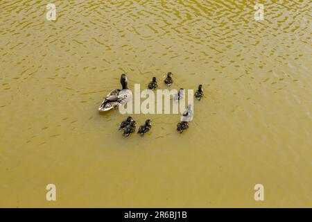 Brentwood, Großbritannien. 8. Juni 2023. Neugeborene Stockentchen gehen mit ihrer Mutter an heißen, sonnigen Tagen auf einem gemeinsamen Shefnfield-Teich schwimmen. Credit: Richard Lincoln/Alamy Live News Stockfoto