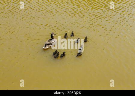 Brentwood, Großbritannien. 8. Juni 2023. Neugeborene Stockentchen gehen mit ihrer Mutter an heißen, sonnigen Tagen auf einem gemeinsamen Shefnfield-Teich schwimmen. Credit: Richard Lincoln/Alamy Live News Stockfoto