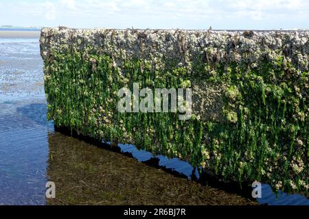 A Groyne (Leiste) in Crescent Beach, B.C., Kanada bei Ebbe - Barnakel und Seetang bedeckte Erosionsbekämpfung ähnlich einem Wellenbrecher. Stockfoto