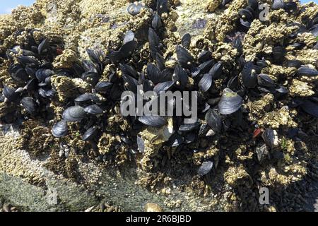 Blaue Muscheln (Mytilus Exults) und Barnius an einem Felsen am Strand von Crescent Beach, B.C., Kanada. Stockfoto