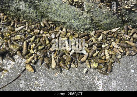 Schlammschnecken (Batillaria cumingi) - Muscheln um einen Felsen am Strand bei Lot Tide - Crescent Beach, B.C., Kanada Stockfoto