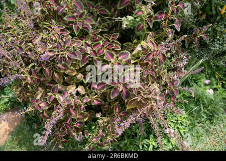 Wunderschöne Kolossepflanzen in einem gepflegten Garten, umgeben von verschiedenen Blumen Stockfoto