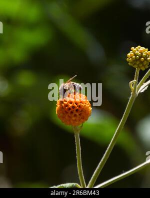 London, Großbritannien. 8. Juni 2023 Eine Biene bestäubt eine Orangenkugelblume (Buddleja globosa). Kredit: Vuk Valcic/Alamy Live News Stockfoto