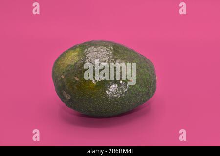 Eine frische Avocado in einem Einzelschuss. Stockfoto