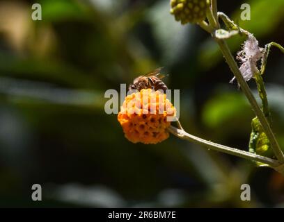 London, Großbritannien. 8. Juni 2023 Eine Biene bestäubt eine Orangenkugelblume (Buddleja globosa). Kredit: Vuk Valcic/Alamy Live News Stockfoto