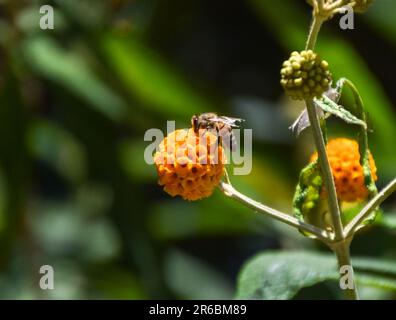 London, Großbritannien. 8. Juni 2023 Eine Biene bestäubt eine Orangenkugelblume (Buddleja globosa). Kredit: Vuk Valcic/Alamy Live News Stockfoto