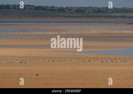 Der sich bewegende Sand in der Lagune von Oualidia an der Küste Marokkos Stockfoto