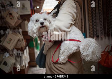 Kotor, Montenegro, 13. April 2023: Frau besucht einen Straßenbasar in der Altstadt mit einem Bichon-Hund in den Armen Stockfoto