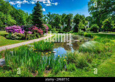 Blühender Rhododendron in einem Park Stockfoto