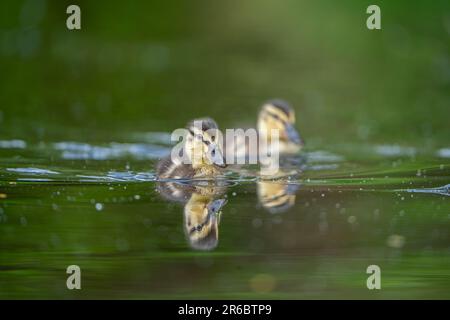 Zwei Stockenten schwimmen zusammen im Wasser. Stockfoto