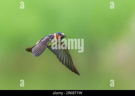 American Cliff Swallow (Petrochelidon pyrrhonota) im Flug Stockfoto