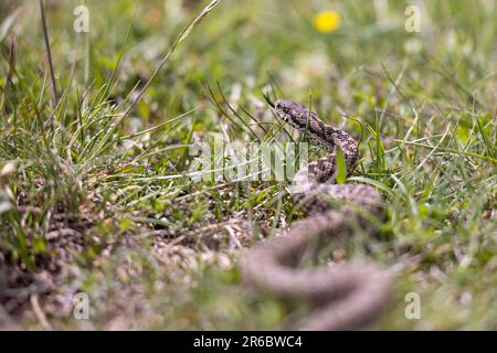 Vipera ursinii mit dem gebräuchlichen Namen Meadow Viper, Italien, Campo Imperatore Stockfoto