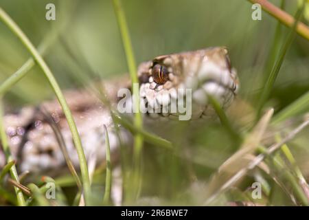 Vipera ursinii mit dem gebräuchlichen Namen Meadow Viper, Italien, Campo Imperatore Stockfoto