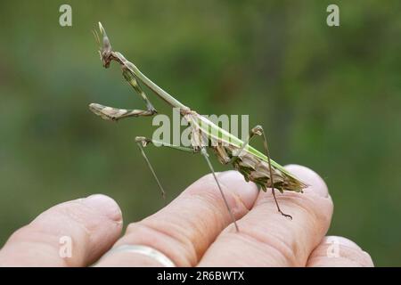 Detaillierte Nahaufnahme der mediterranen Gottesanbeterin, Empusa pennata auf einer Hand Stockfoto