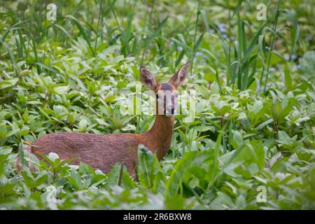 Rotwild (Capreolus capreolus) am Ufer des Flusses Tay, Perth, Perthshire, Schottland, Vereinigtes Königreich. Stockfoto