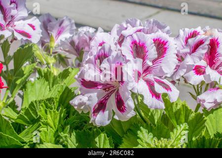 wien, österreich. 8. Mai 2023 königliche Pracht die bezaubernde Schönheit des Pelargoniums Stockfoto