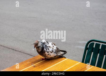 wien, österreich. 10. Mai 2023 zerbrechliche Flügel ein kranker Vogel sucht Ruhe auf dem Tisch Stockfoto