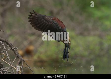 Pfeifgans (Dendrocygna javanica) Stockfoto