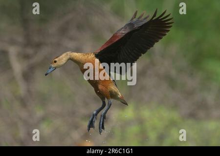 Pfeifgans (Dendrocygna javanica) Stockfoto