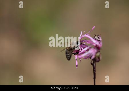 Eine kleine Honigbiene sucht Pollen und Honig auf einer wilden Blume. Der Hintergrund ist braun und bietet Platz für Text Stockfoto