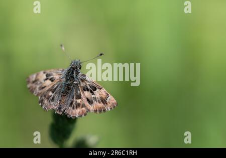 Ein kleiner brauner Schmetterling, ein Mallow Skipper (Carcharodus alceae), sitzt auf einer Pflanze im Freien vor grünem Hintergrund. Es ist Platz für Text vorhanden Stockfoto