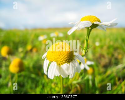 Weitwinkelaufnahme einer Kamillenblume (Matricaria chamomilla) vor einem unscharfen natürlichen Hintergrund. Stockfoto