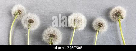 Weicher flauschiger Löwenzahn mit weißen Samen auf hellgrauem Hintergrund mit Platz für Text. Banner. Kopierbereich, flach liegend Stockfoto