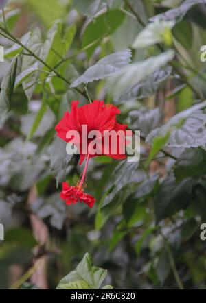 Die Blumen des Hibiskus. Roter Hibiskus rosa-sinensis auf grünem Backgrund, Schuhblume, Hibiskus, Chinesische Rose Stockfoto