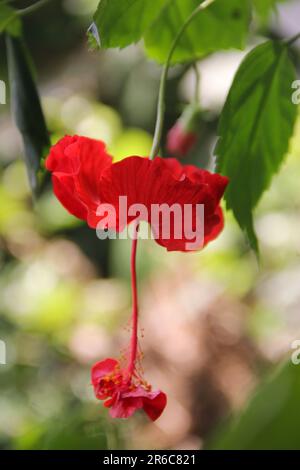Die Blumen des Hibiskus. Roter Hibiskus rosa-sinensis auf grünem Backgrund, Schuhblume, Hibiskus, Chinesische Rose Stockfoto
