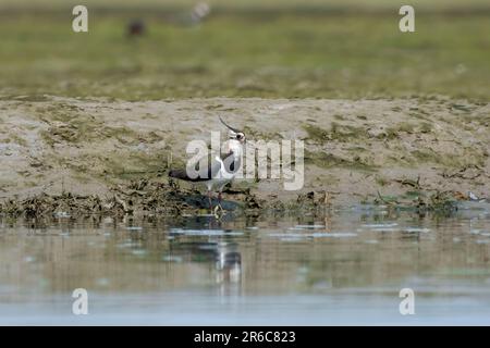 Nördlicher Lapwing (Vanellus vanellus), auch bekannt als Peewit oder Pewit, Tuit oder Tewit, grüner Taucher oder pyewipe oder einfach Lapwing, beobachtet in Gajoldab Stockfoto