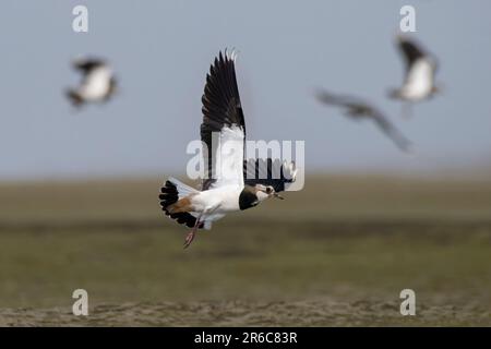 Nördlicher Lapwing (Vanellus vanellus), auch bekannt als Peewit oder Pewit, Tuit oder Tewit, grüner Taucher oder pyewipe oder einfach Lapwing, beobachtet in Gajoldab Stockfoto