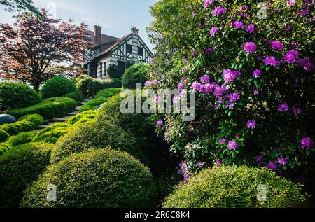 Etretat Gärten (so genannter Garten und lokales Wahrzeichen) in diesem Dorf Etretat. Gartenweg in der Normandie. Tolle Magenta (Rosa) Farbe von Big Sch Stockfoto