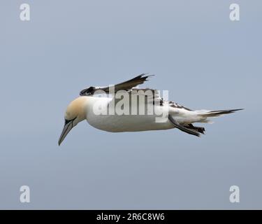 Ein reifer Northern Gannet im Flug Stockfoto