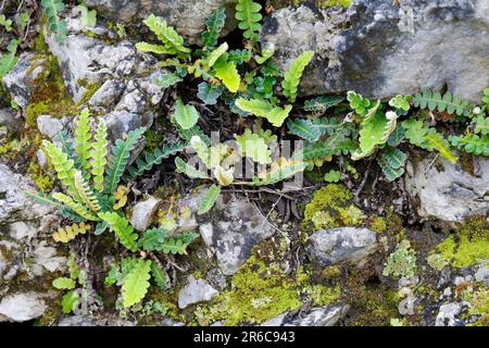 Milzfarn, wächst in einer Steinmauer, Mauer, Schriftfarn, Apothekerfarn, Asplenium ceterach, Ceterach officinarum, Rusty Spleenwort, Rustyback, Le Cét Stockfoto