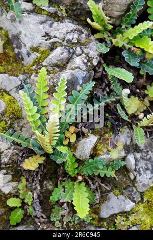 Milzfarn, wächst in einer Steinmauer, Mauer, Schriftfarn, Apothekerfarn, Asplenium ceterach, Ceterach officinarum, Rusty Spleenwort, Rustyback, Le Cét Stockfoto