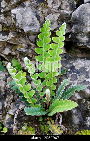 Milzfarn, wächst in einer Steinmauer, Mauer, Schriftfarn, Apothekerfarn, Asplenium ceterach, Ceterach officinarum, Rusty Spleenwort, Rustyback, Le Cét Stockfoto